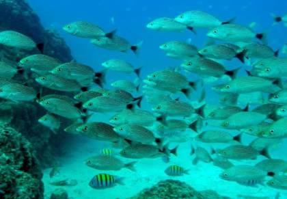 El calentamiento oceánico provoca un descenso de la cantidad de peces del 20% anual