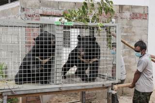 Rescatan una veintena de osos negros de Laos utilizados para medicina tradicional china