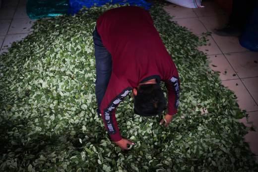 Bolivia busca un balance entre el uso tradicional de la hoja de coca y la lucha antidrogas