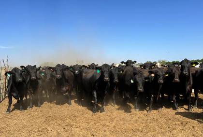 Ganaderos prevén que abrir borde con EEUU modere auge de exportaciones mexicanas de carne