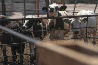 La actividad económica de México cae un 0,3 % interanual en enero