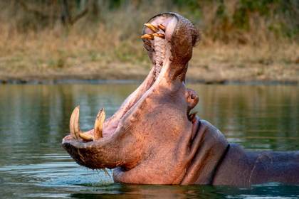 Un capricho de Pablo Escobar lleva a Colombia a optar por la eutanasia para 80 hipopótamos