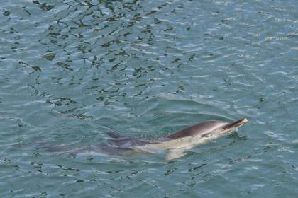 Delfines y marsopas presentan ya sustancias químicas procedentes de desechos electrónicos