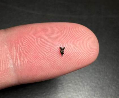 Minúsculos fósiles revelan nuevas pistas sobre el pariente más antiguo de los primates