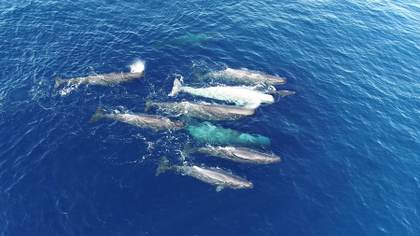 Los cachalotes del Mediterráneo han hecho evolucionar sus "dialectos"