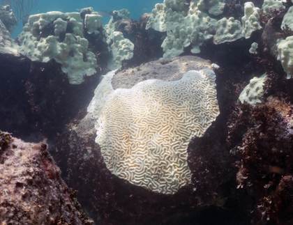 EE.UU. alerta que el fenómeno de 'El Niño' podría provocar el blanqueamiento global de los corales
