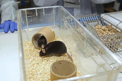 La psilocibina previene, en ratones, un efecto secundario de la quimioterapia
