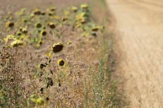 La sequía golpea el campo europeo mientras España resiste bajo alerta por picos de calor