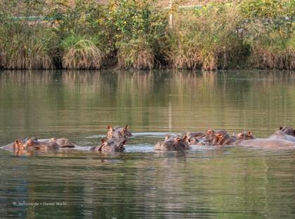 Vantara, el arca biotecnológica en la India que busca acoger a los hipopótamos de Escobar