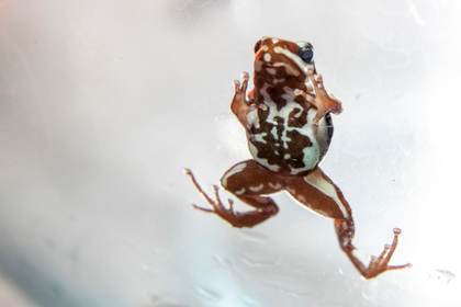 La rana venenosa de caso Navalni, una cotizada mascota exótica afectada por tráfico ilegal