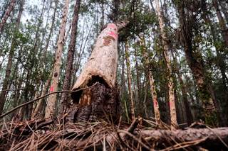 Un estudio francés pide "una tala selectiva en vez de una rasa" contra el nematodo del pino