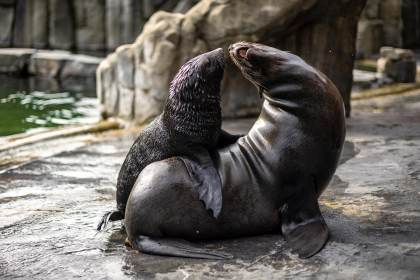 Un lobo marino sudafricano, descendiente de una leyenda, es presentado en Praga