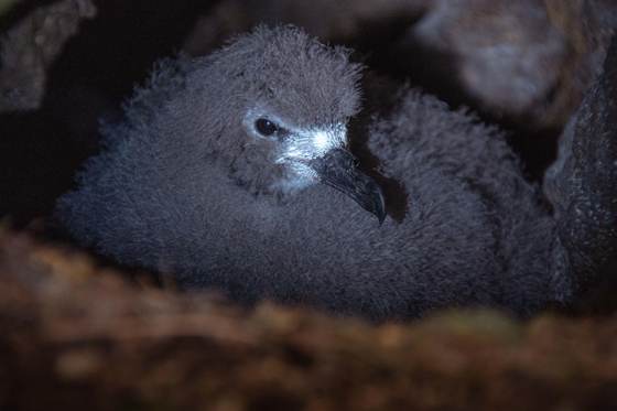 Inauguran la ecuatoriana reserva Los Petreles para fortalecer la conservación en Galápagos