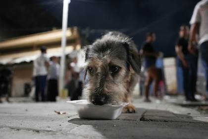 Samaritanos reparten alimentos a animales de zona golpeada por el microtráfico de drogas de la ciudad colombiana de Cali
