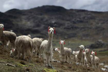 Perú anuncia el mejoramiento genético de 6.000 alpacas en ocho regiones andinas del país