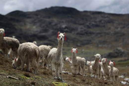 Perú anuncia el mejoramiento genético de 6.000 alpacas en ocho regiones andinas del país