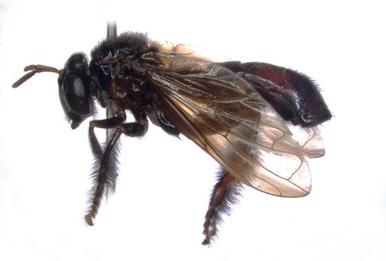 Describen una nueva mosca en la Amazonía ecuatoriana que imita a las abejas sin aguijón