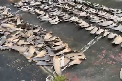 Detienen a un hombre por almacenar más de 4.200 aletas de tiburón en suroeste colombiano