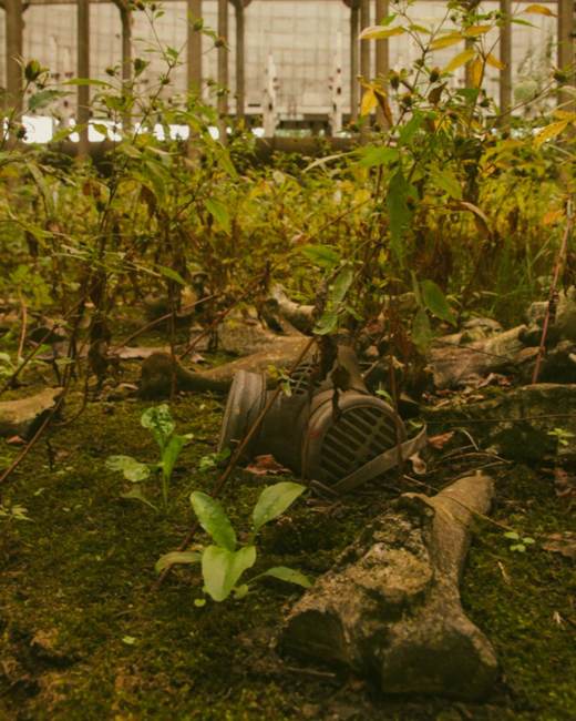 La guerra en Ucrania altera de forma inmediata el comportamiento de la fauna en Chernóbil