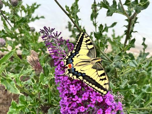 Las mariposas, con sus alas, crean una potente ilusión óptica para sortear depredadores