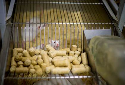 Prueban con éxito en ratones una inmunoterapia celular para tratar el alzhéimer