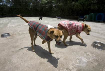 Senadora oficialista admite sacrificio de 10.000 perros callejeros en municipio mexicano