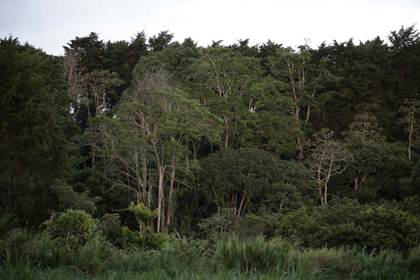 Crean una alianza internacional de centros forestales para combatir el cambio climático