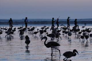 Anilladas en la Laguna de Fuente de Piedra (Málaga) 600 crías de flamenco