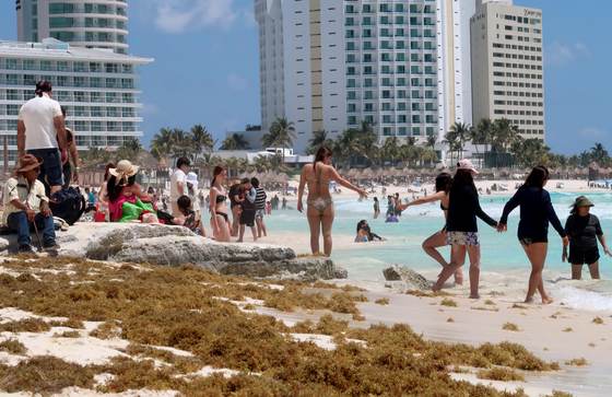 Sin estrategia global, el sargazo crece como amenaza económica en Caribe mexicano