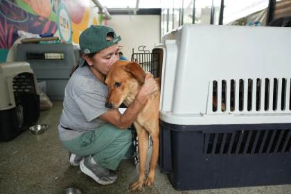 Las mascotas, otras sobrevivientes del terremoto de Colombia que buscan volver a casa