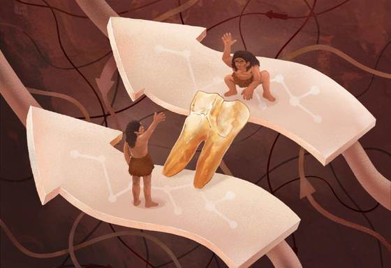 El esmalte dental relaciona genéticamente a los Homo erectus y los denisovanos en Asia