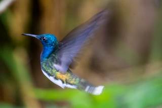 Quito implementa siete hábitats ecológicos urbanos para permitir regreso de vida silvestre