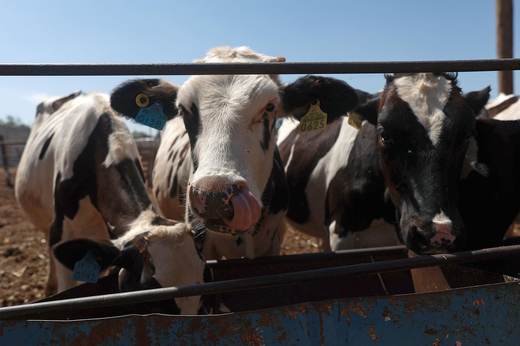 Ganaderos del norte de México refuerzan medidas sanitarias por plaga de gusano barrenador