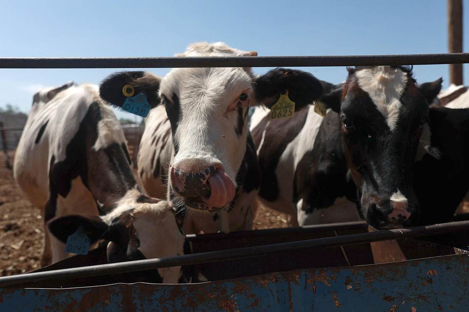Ganaderos del norte de México refuerzan medidas sanitarias por plaga de gusano barrenador