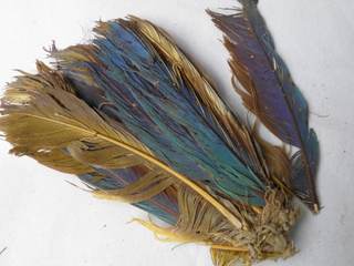 El ADN de plumas de hace cientos de años revela una sofisticada red comercial preínca