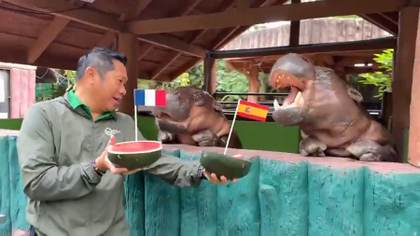 El hipopótamo viral tailandés Moo Deng predice una final Francia-Inglaterra en el Mundial