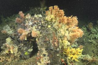 Corales de aguas profunda en Galápagos desaparecieron más de mil años antes de recuperarse