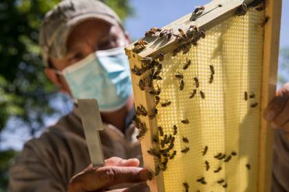 ¿Por qué las abejas son importantes para la seguridad alimentaria en América Latina?