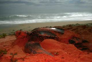 La tortuga marina más grande del mundo vuelve a anidar en Panamá después de casi diez años