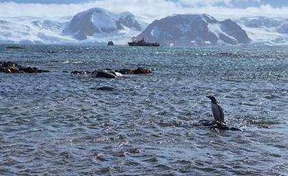 Greenpeace pide a Gobierno chileno reingreso de decreto que protege a Pingüino de Humboldt