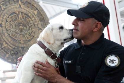 Combatir el estrés de volar con perros: el pionero programa del aeropuerto AIFA de México