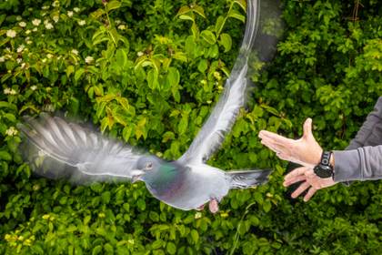El secreto de la orientación de las palomas está… ¡en el hígado!
