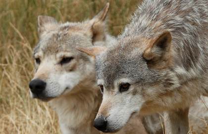 Científicos franceses desarrollan un método para cuantificar mejor las manadas de lobos