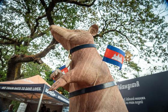 Camboya inaugura la primera estatua del mundo de una rata que salva vidas