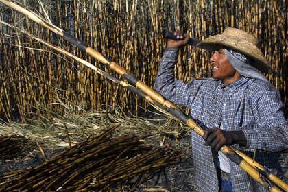 México ampliará sus exportaciones de azúcar a EEUU tras un aumento del 512 % en la demanda