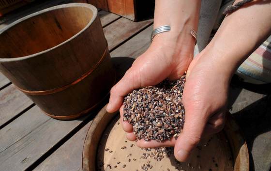 Las plantas pueden percibir el sonido de la lluvia y germinar más rápido