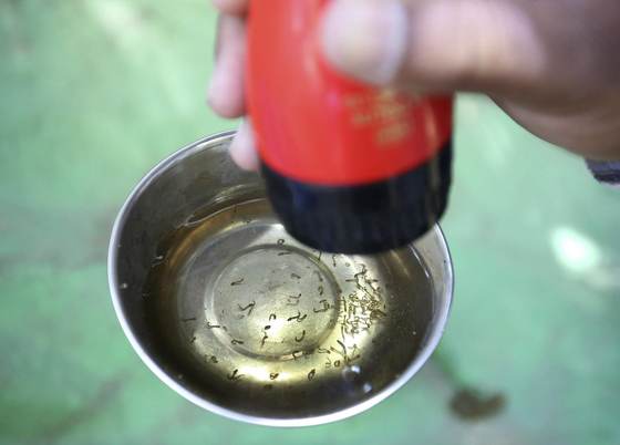 México desarrolla herramienta basada en IA para combatir el dengue ante repunte de casos