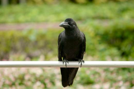 ¿Los cuervos son inteligentes? Todo indica que sí