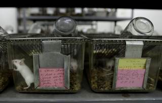 Sube la experimentación con animales en España, uno de los países de la UE con más ensayos