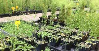 Identifican el 'interruptor' que activan las plantas para defenderse de las sequías